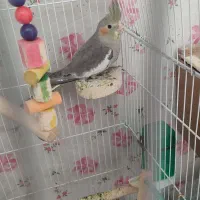 عروس هلندی لوتینو ۳ ماهه|پرنده|تهران, حکیمیه|دیوار