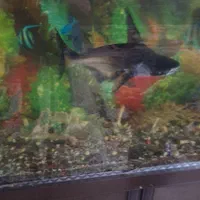 آکواریوم وماهی باتمام وسایل|ماهی|ورامین, ورامین|دیوار