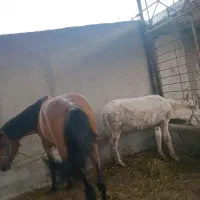 مادیان کاری عاقل و خاموش