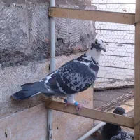 کبوتر المانی