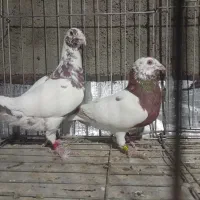 کفتر شهرستان