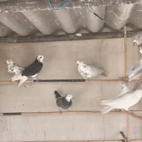 کبوتر خوب|پرنده|سمنان, |دیوار