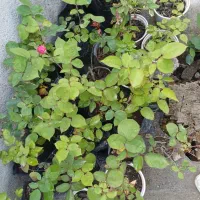 گل رز|گل و گیاه طبیعی|خوی, |دیوار