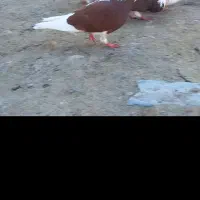 ازم باخت رفته