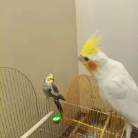 عروس هلندی نر و ماده