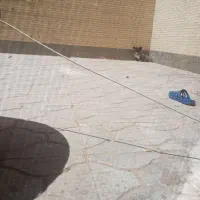 سگ ماده اشپیتز