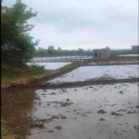 فروش-زمین-مزروعی-سنتی-تسطیح-نشده