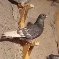 کفتر.قوره ای .طاووسی