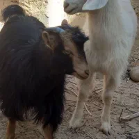 بزغاله وطنی