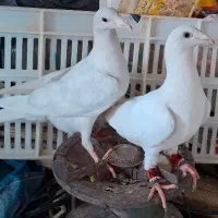 کفتر الماسی شیشه ای جفت و کرم  جفت
