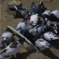 کبوتر|پرنده|آبکوه, |دیوار