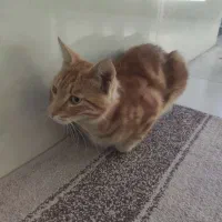 گمشده پیدا شده