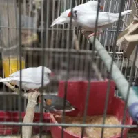 فنچ زبرا نر و ماده|پرنده|ری, دیلمان|دیوار