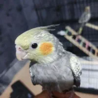 عروس هلندی|پرنده|سرپل ذهاب, |دیوار