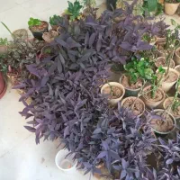 تعدای گل آپارتمانی فروش به صورت یکجا|گل و گیاه طبیعی|خمینی‌شهر, |دیوار