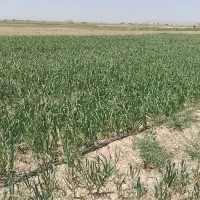پخش پودرسیر،خاکشیر و...مستقیم از سورتینگ|خوردنی و آشامیدنی|تهران, فرودگاه مهرآباد|دیوار