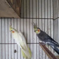 عروس هلندی مولد با ۳جوجه|پرنده|چابهار, |دیوار