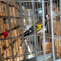 جوجه سهره قناری وسهره|پرنده|فسا, |دیوار