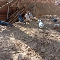 کبوتر ۸ عدد