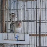 دو جفت عروس هلندی و برزیلی مولد|پرنده|رودهن, |دیوار