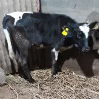 گاو گیل دورگ با گوساله ماده فقیر|حیوانات مزرعه|رشت, حومه رشت|دیوار