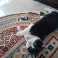 واگذاری رایگان