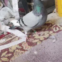 کفتر|پرنده|قم, یزدانشهر|دیوار