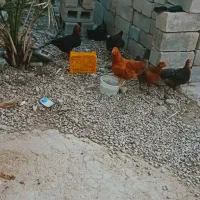 مرغ