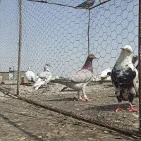 کبوتر رنگه المانی صید|پرنده|مشهد, پروین اعتصامی|دیوار