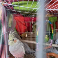 عروس هلندی و مرغ عشق|پرنده|مشهد, کوی سیدی|دیوار