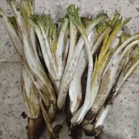 کنگر کوهی تازه