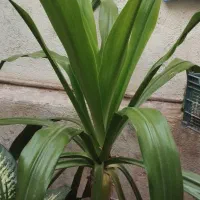 گل برگ ذرتی دو متری معاوضه با آرد