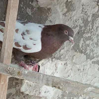 کفتر صید|لوازم جانبی حیوانات|مشهد, کارگران|دیوار