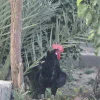 خروس