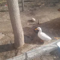 دو عدد اردک نر یکساله