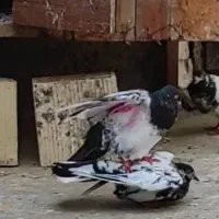 چند عدد کفتر پاکستانی،کفتر پلاکی،کفتر ایرانی|پرنده|چابهار, |دیوار