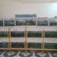 فروش ۱۳ عدد اکواریوم دست دوم با پایه وتعدادی ماهی|ماهی|میبد, |دیوار