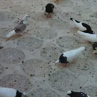 کبوتر