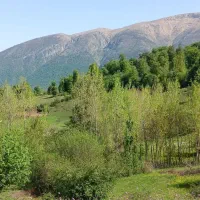 فروش فوری زمین مسکونی|فروش زمین و ملک کلنگی|بره‌سر, |دیوار