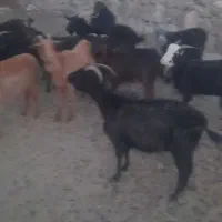 فروش فوری بز بومی.|حیوانات مزرعه|اردکان, |دیوار