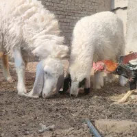 گوسفند ماده آبست ویک بره کابور|حیوانات مزرعه|زابل, |دیوار