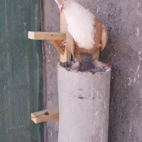 کبوتر کلاغ کربلایی زرد