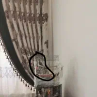 عروس هلندی گم شده