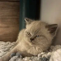 توله اسکاتیش پرشین