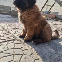 سگ سرابی سگ|سگ|شهریار, رزکان|دیوار