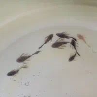 کت فیش آلبینو و مشکی