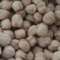 نخود بهاره بانکول