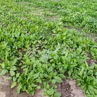 فروش اسفناج محلی گنبد حسن اباد