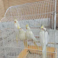 گمشده