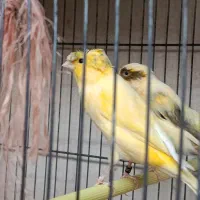 قناری نر بخون|پرنده|گلپایگان, |دیوار